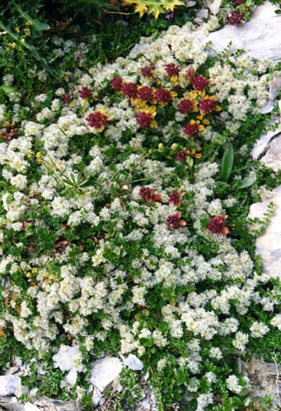 Paronychia kapela ssp serpyllifolia photo
